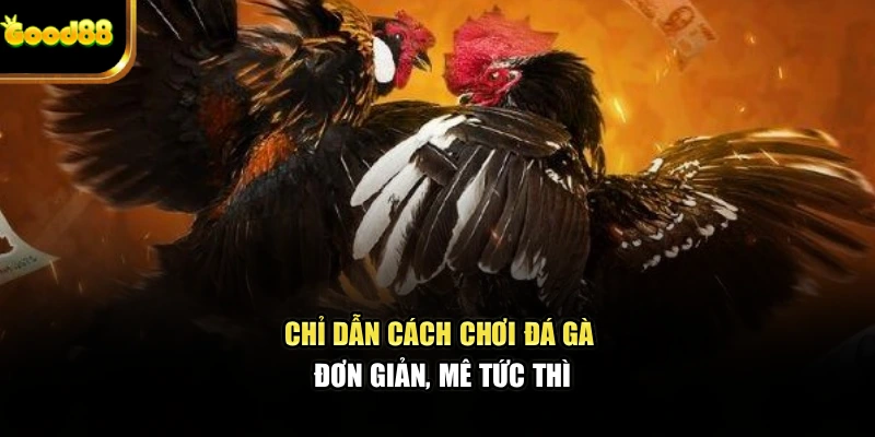 Chỉ dẫn cách chơi đá gà đơn giản, mê tức thì
