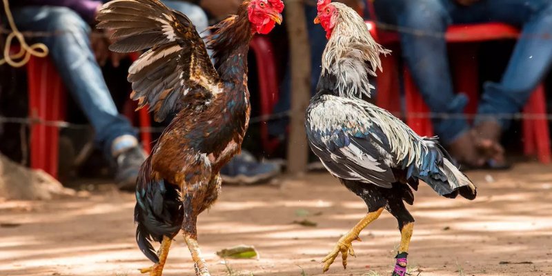 Chọi gà cựa sắt mang lại nhịp độ trận nhanh