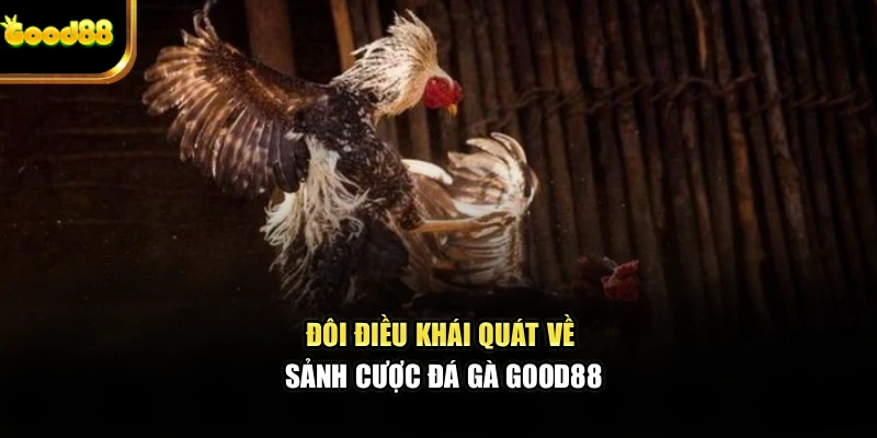 Đôi điều khái quát về sảnh cược đá gà god88