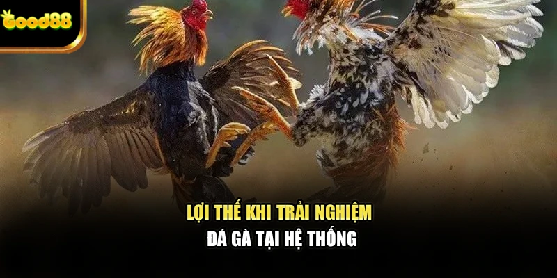 Lợi thế khi trải nghiệm đá gà tại hệ thống