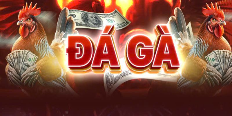 Tổng thể sơ bộ về nền tảng đá gà